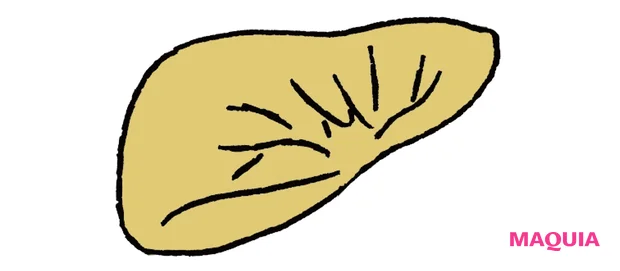 体に必要なものを作り有害なものを解毒する:肝臓