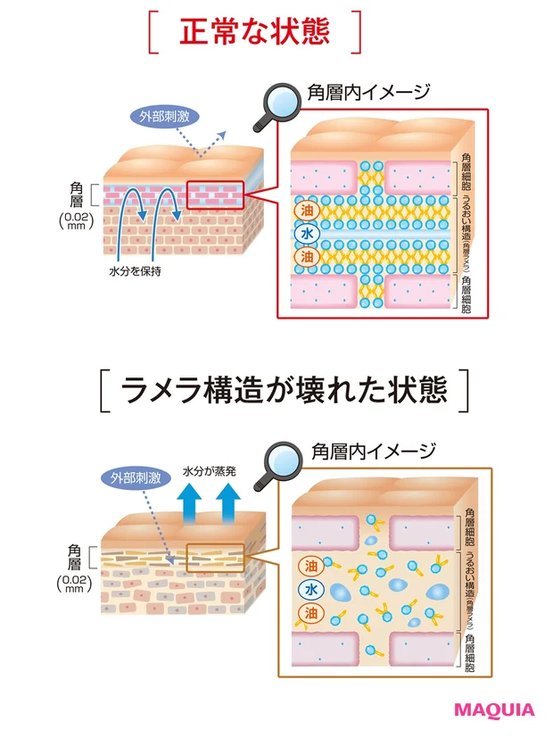 潤いの源となる細胞間脂質のラメラ構造の回復を促進