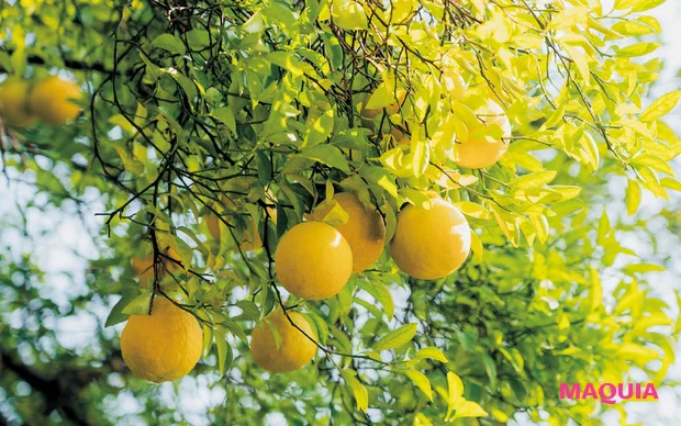 MAQUIA 12月号 付録 FAS アイクリーム グルコシルヘスペリジン