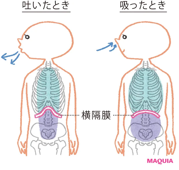 腹式呼吸で、免疫の要、「横隔膜」をコントロール