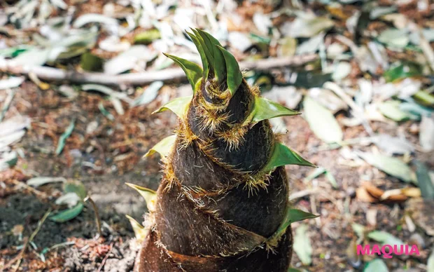 MAQUIA 12月号 付録 FAS アイクリーム 京都産たけのこ皮エキス