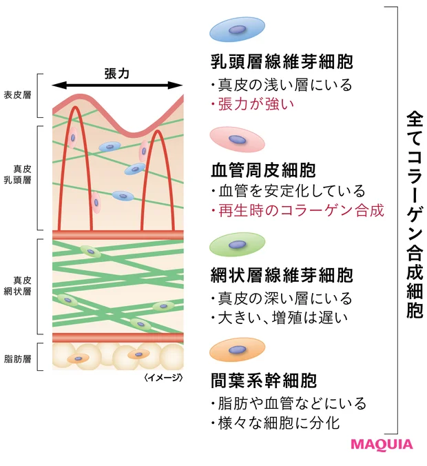 ロート製薬 オバジX バイタライズ リフトクリーム 最新美容の裏側 コラーゲン合成細胞