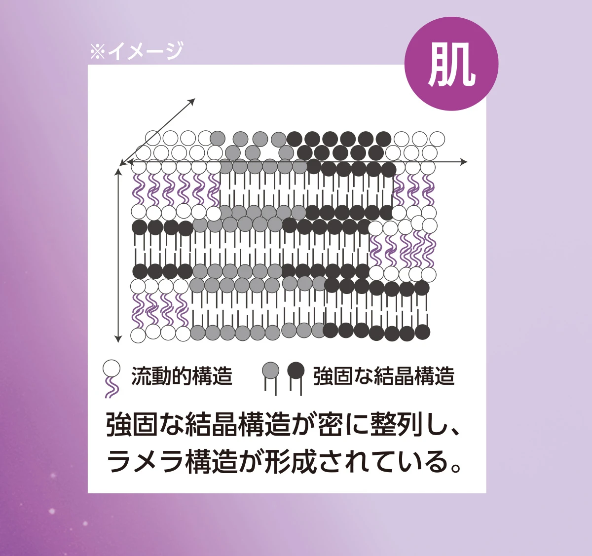 強固な結晶構造が密に整列し、ラメラ構造が形成されている。
