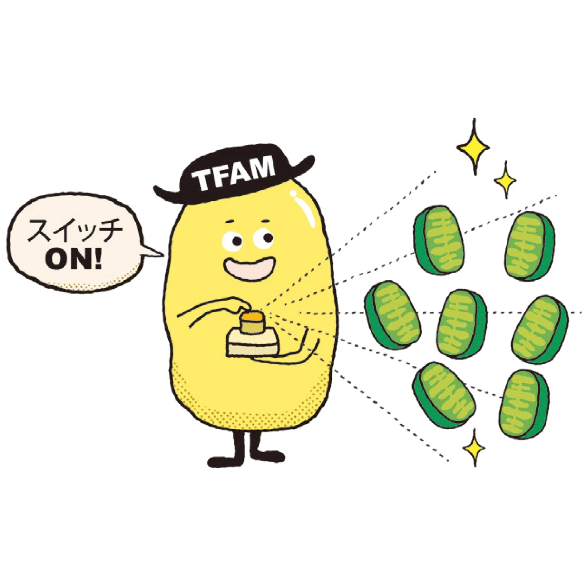 ミトコンドリアの新生を導くタンパク質TFAM