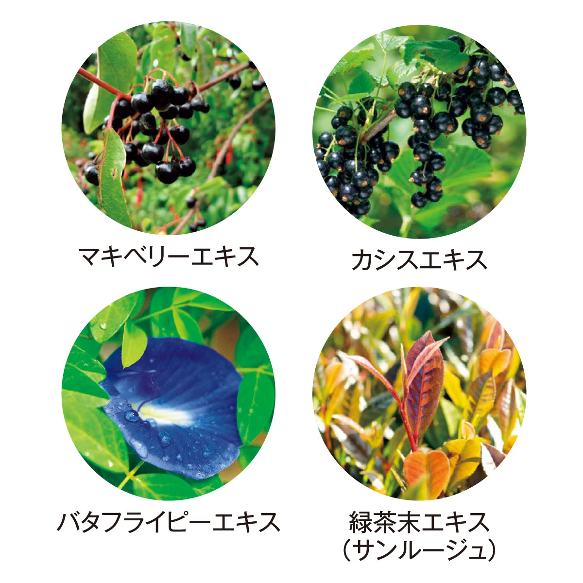 現代人に配慮したこだわりの成分