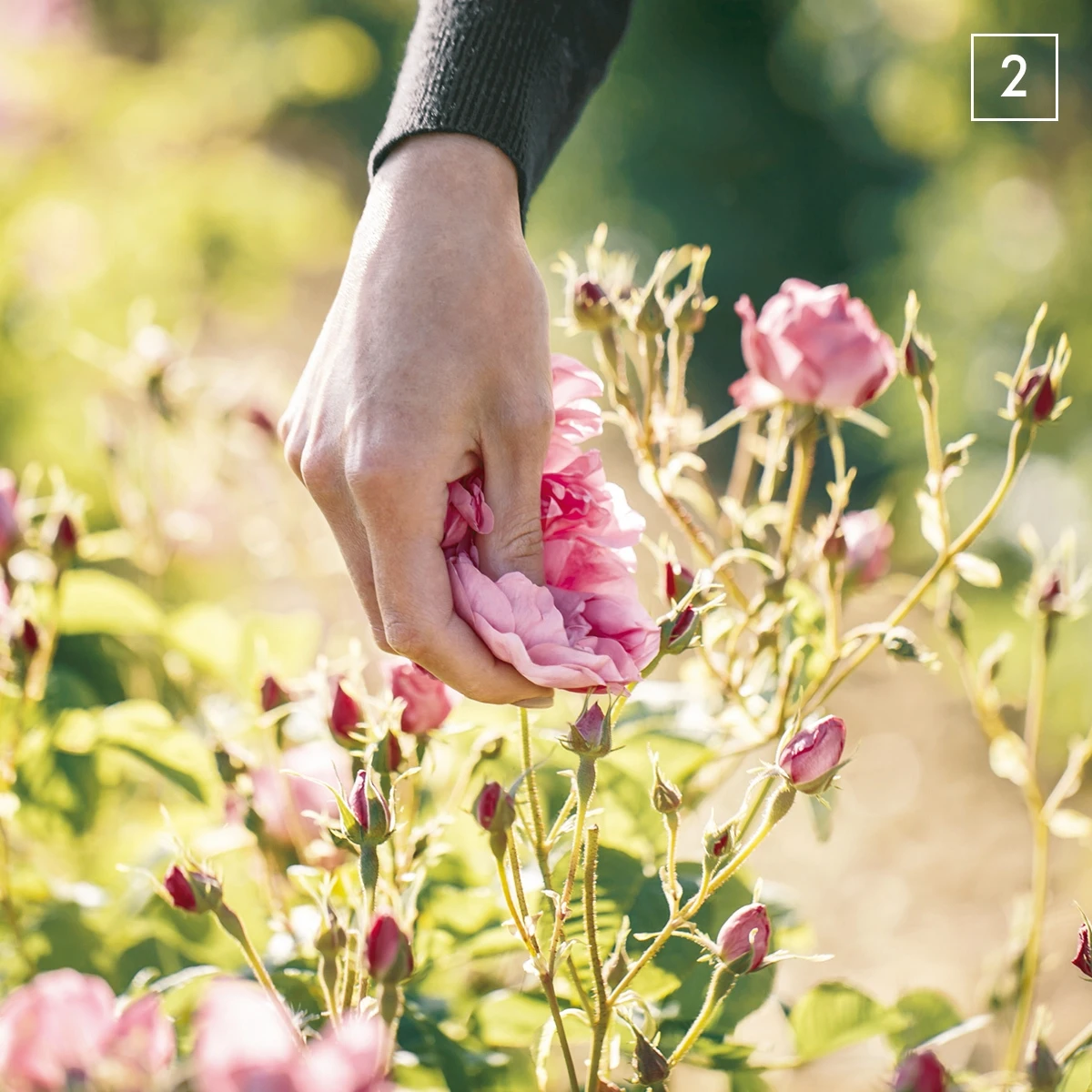 芳しいセンティフォリアローズ