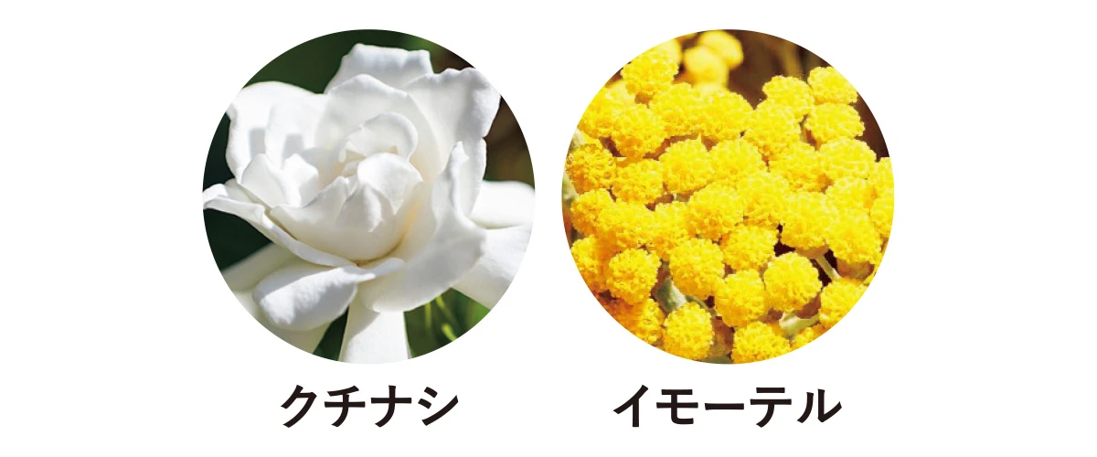 ロクシタン クチナシ イモーテル