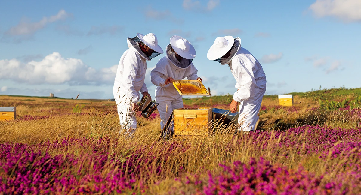 ミツバチの保護をはじめ、サスティナビリティを牽引