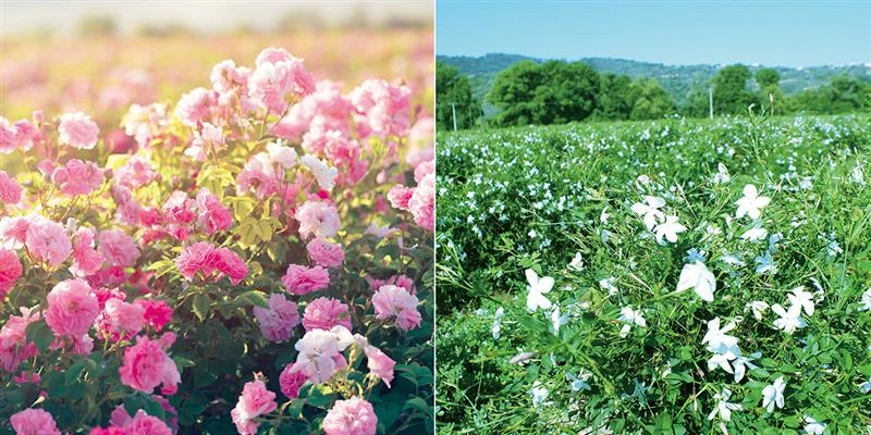 ダイアンボヌール フランス 香料の花
