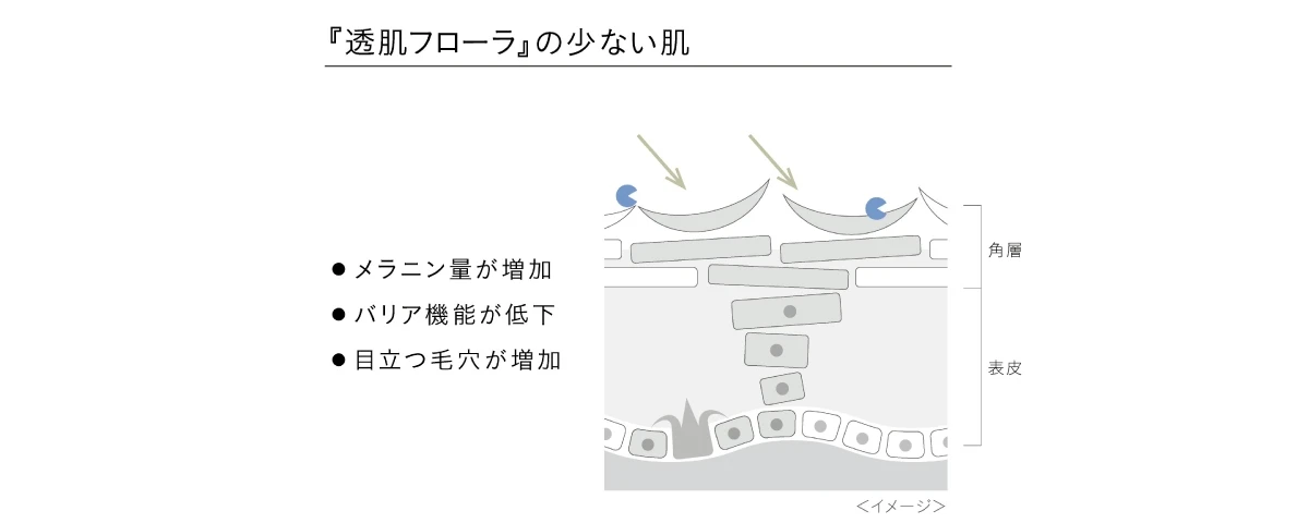 メラニン、乾燥、毛穴…大人の肌の暗さには複合的な原因が! ディセンシアが発見・“角層にごり(*1)”と透明感(*2)の真実_4
