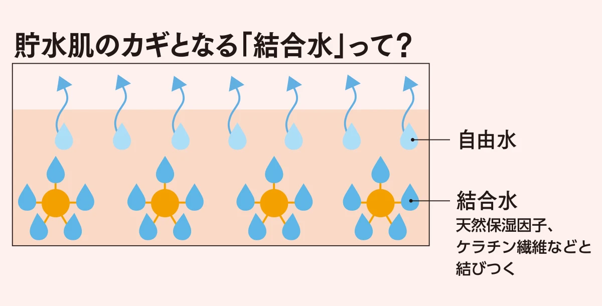 進化ポイント 2 乾燥環境に立ち向う貯水アプローチ 結合水