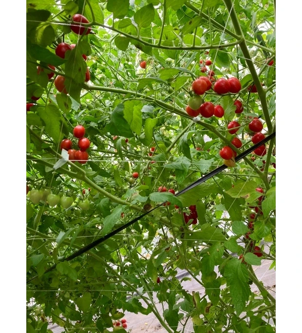 アルソア　レインボーファーム