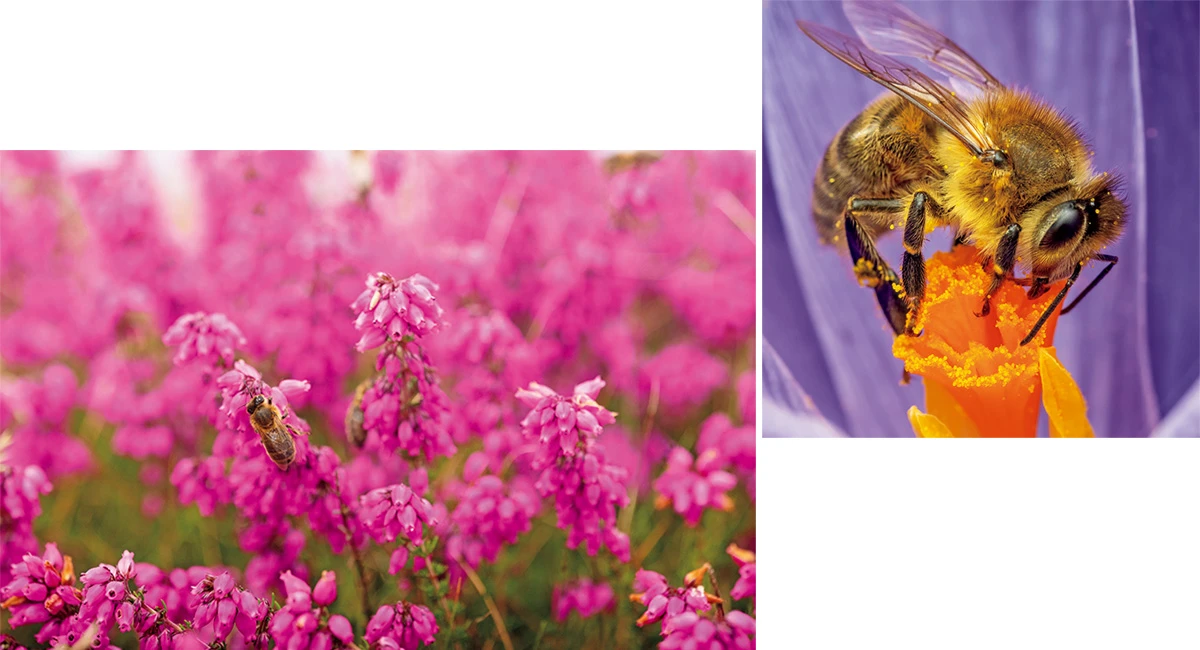 ダイナミック ブラックビー テクノロジーで速やかに健やかな肌へ