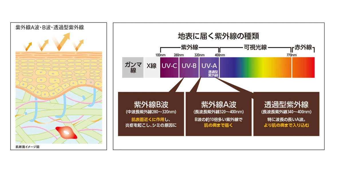 トーンアップにハリ感まで、透明感ケアは新世代へ。攻めのUV乳液誕生!_4