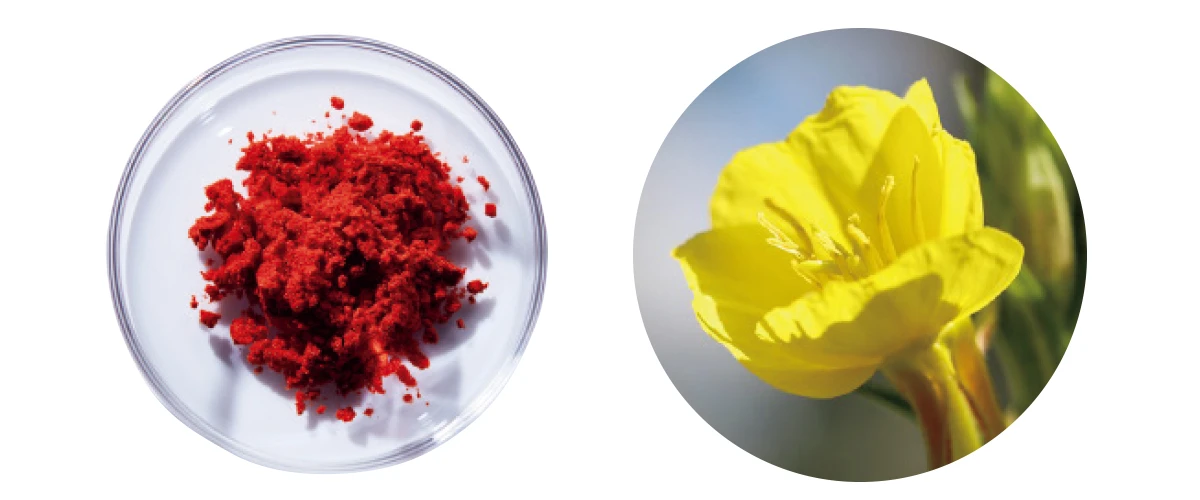 PQQ、メマツヨイグサ種子エキス