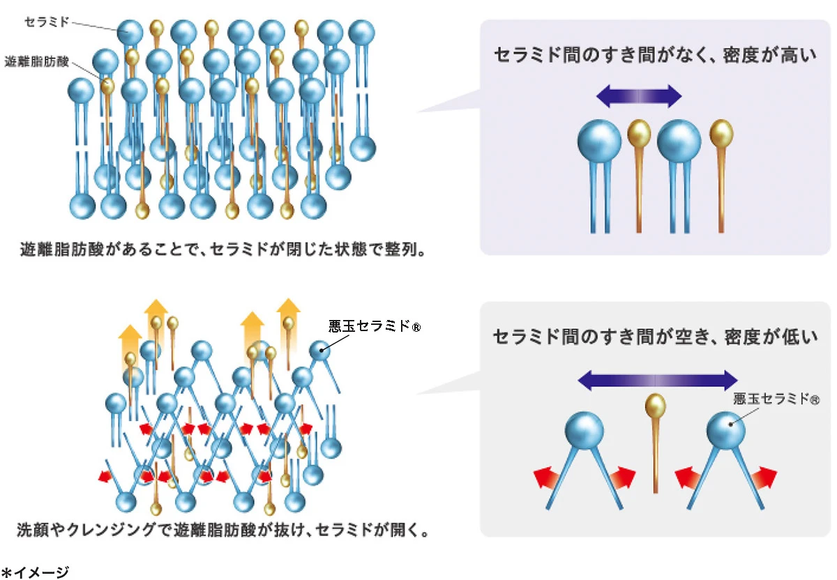 コーセーの新知見! うるおいが不足している肌の根本原因を究明