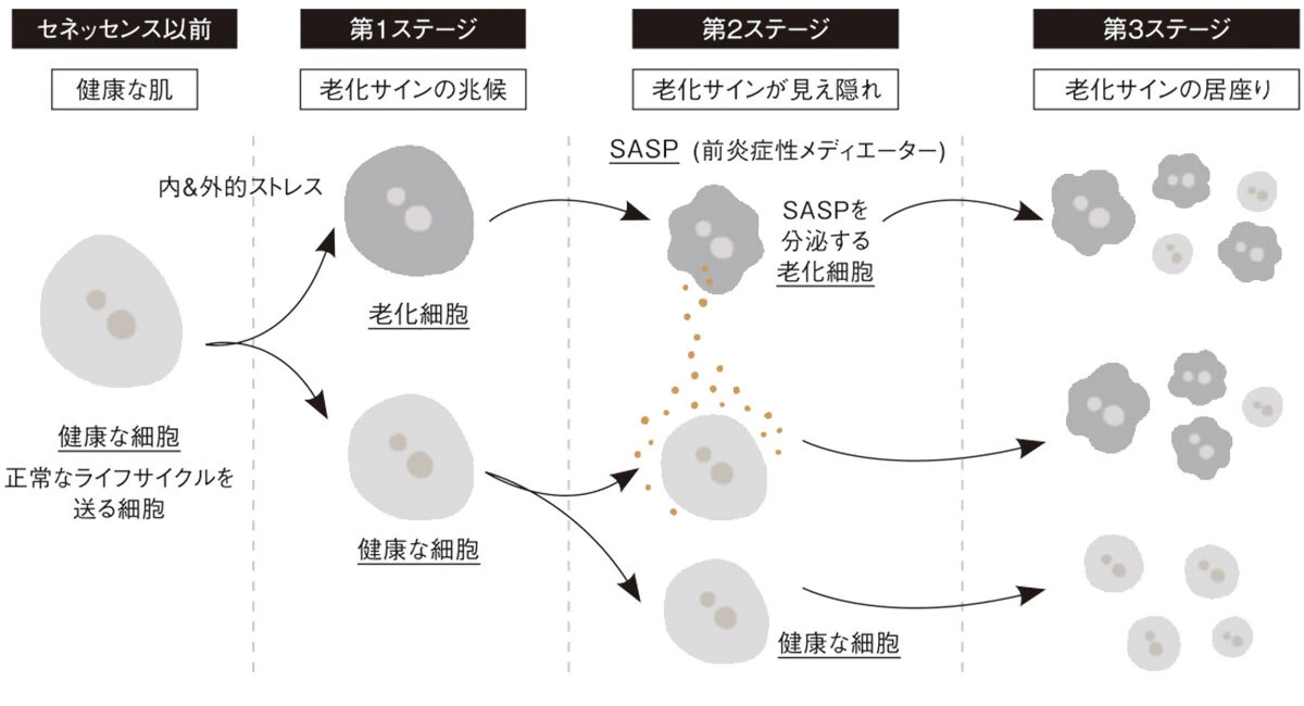 CHANEL 先進の「セネッセンス」研究から紐解く、美しい肌の未来_2