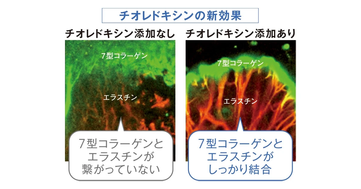今話題の「成分」に興味津々な美容エディターがナビゲート!
「チオレドキシン」誌上発表会へようこそ!_11