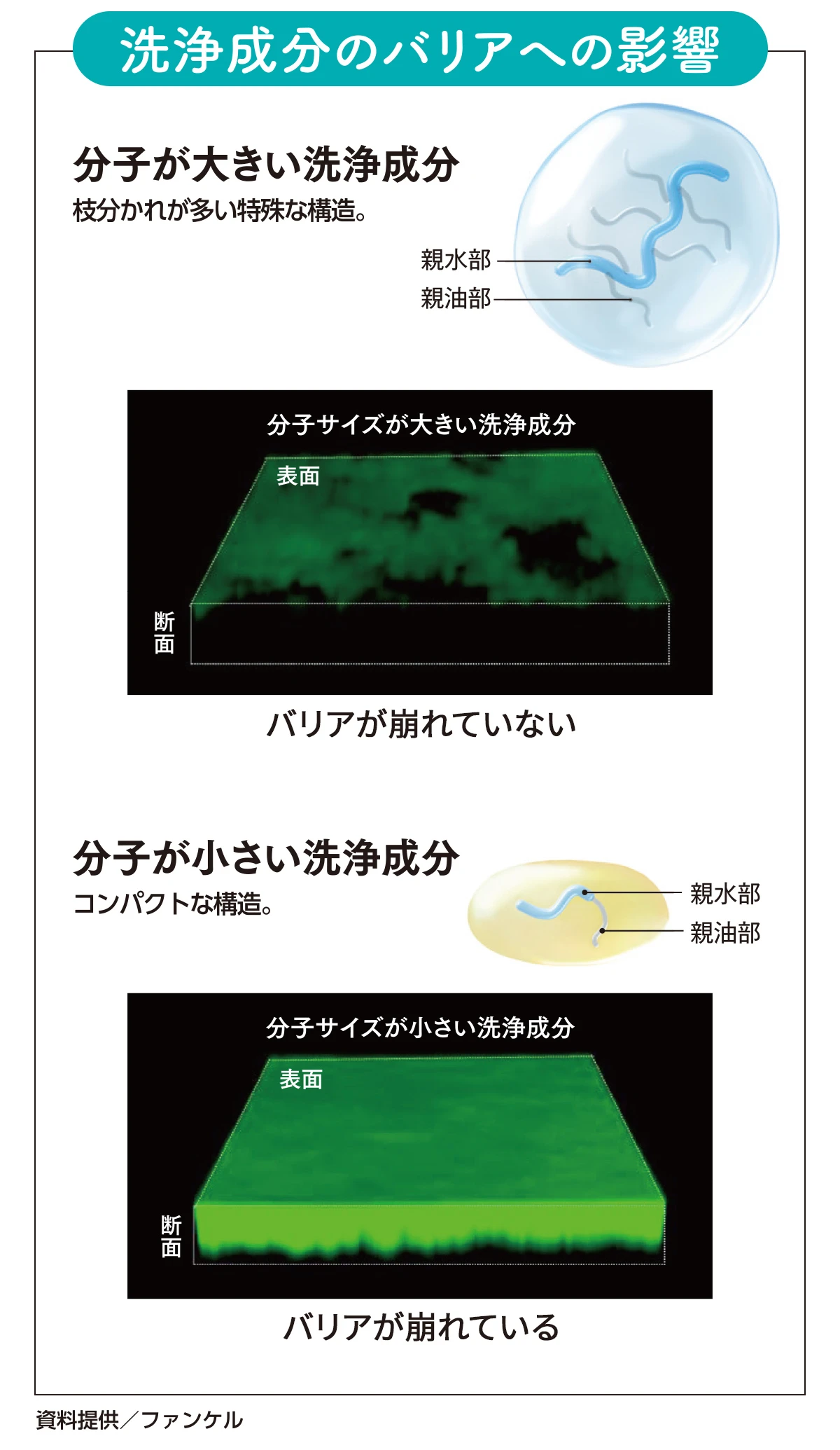 ファンケル研究結果　洗浄成分のバリアへの影響　過侵入を抑える