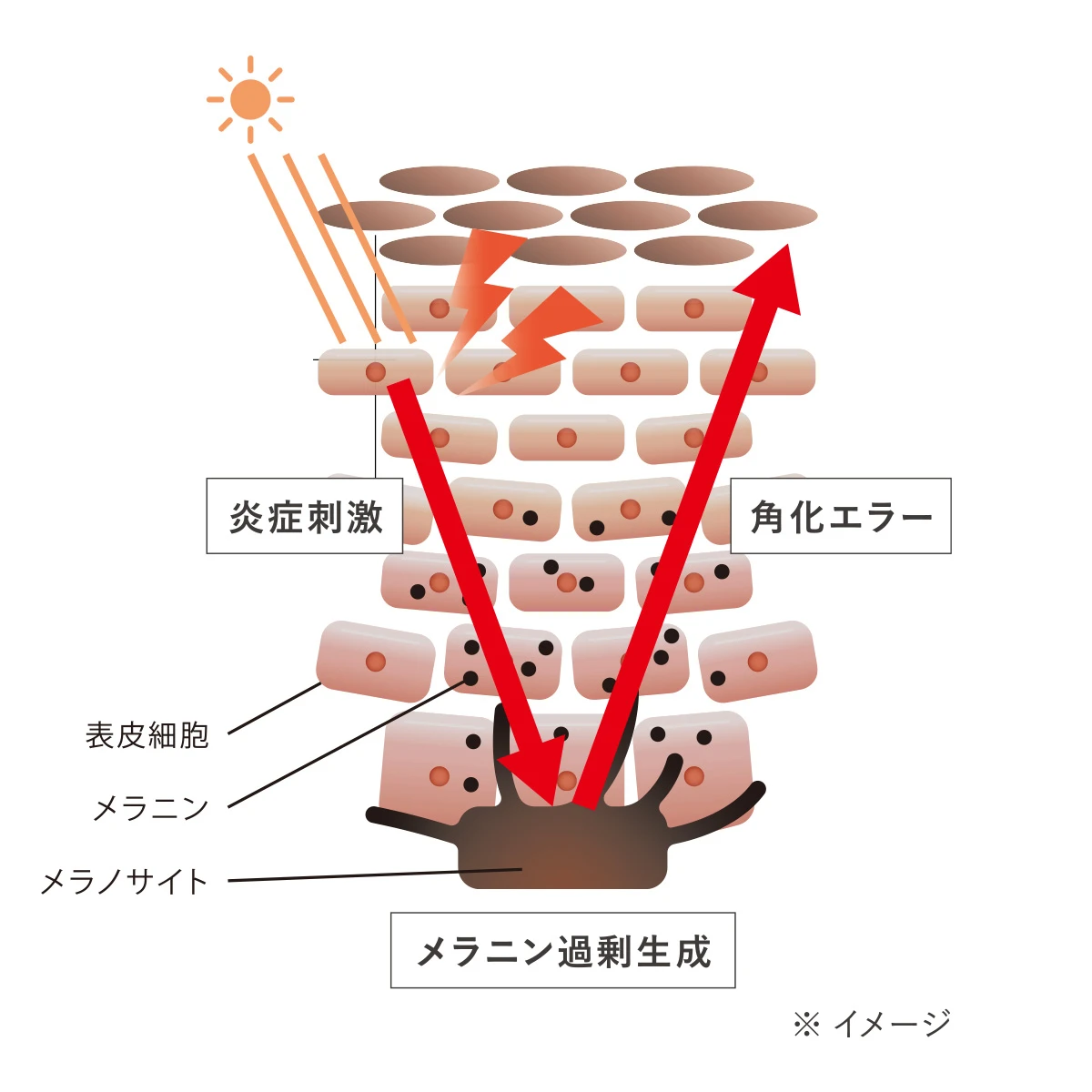 HAKU　紫外線などの一般的なシミの原因　メラニン　メラノサイト　メラニン過剰生成