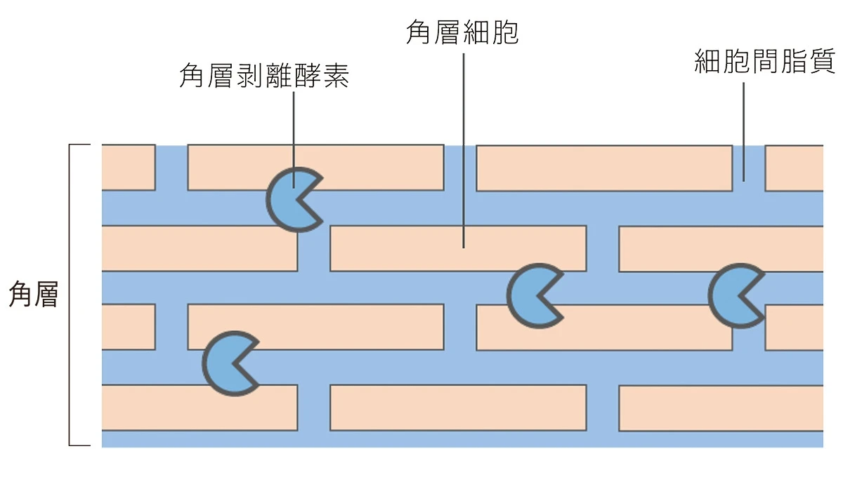 美肌を叶える新発想 角層美容で育む「理想的※1な肌」
_4