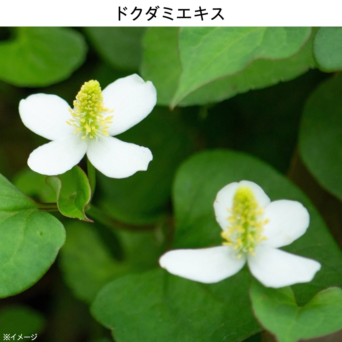 浸透型ハリ保湿成分で肌の土台を強化 ドクダミエキス