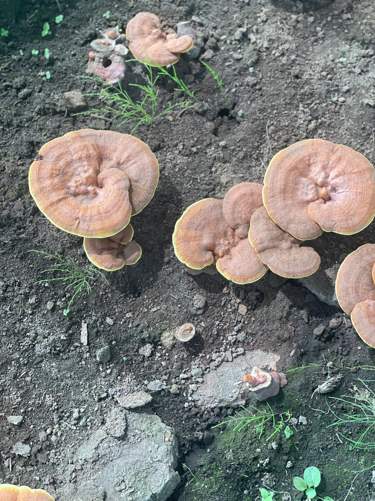 自然のチカラで美しさを目覚めさせる場所、山梨県・小淵沢にあるアルソアの本社見学_11_1