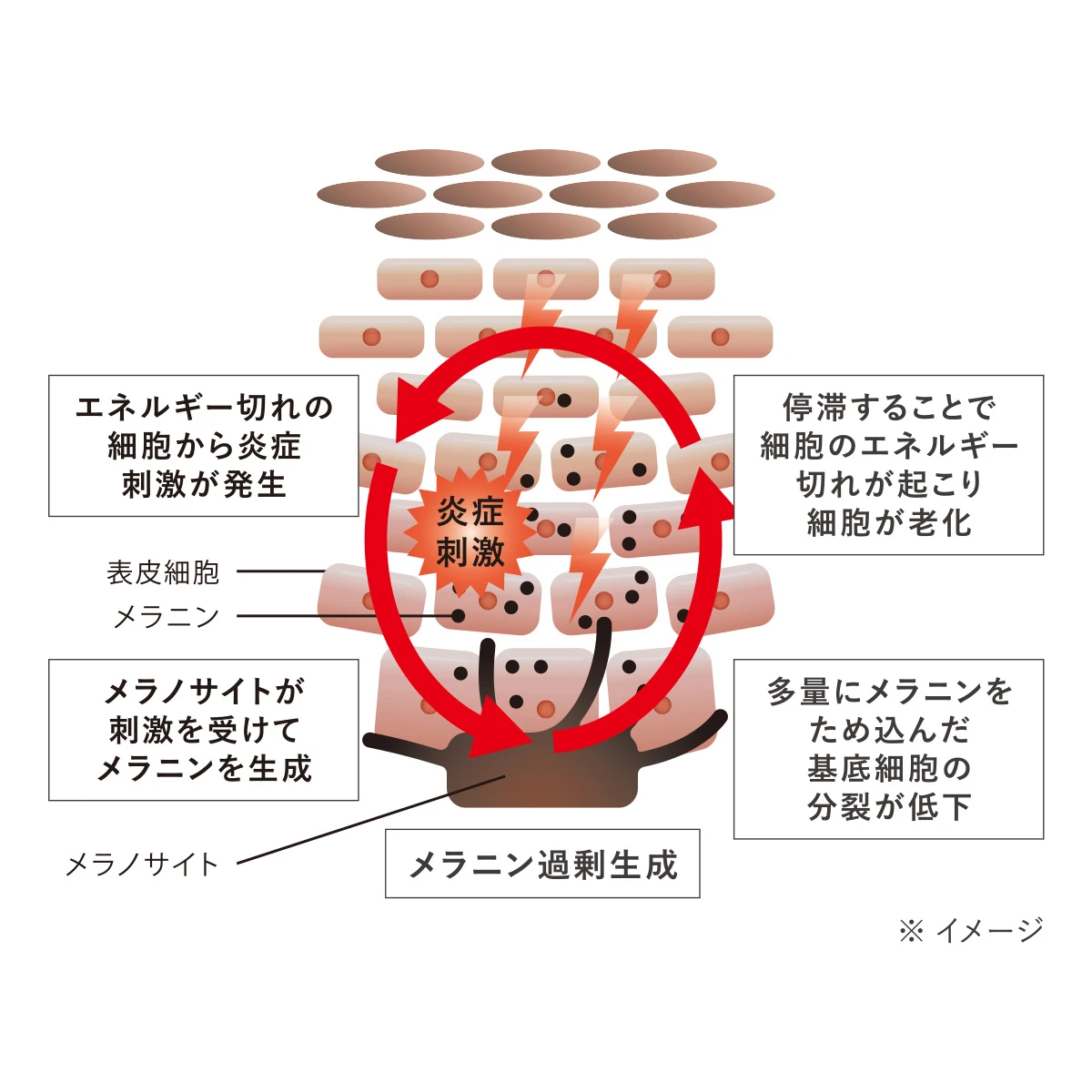 HAKU　シミ部位で起こるシミの悪循環　メラニン　メラノサイト　メラニン過剰生成