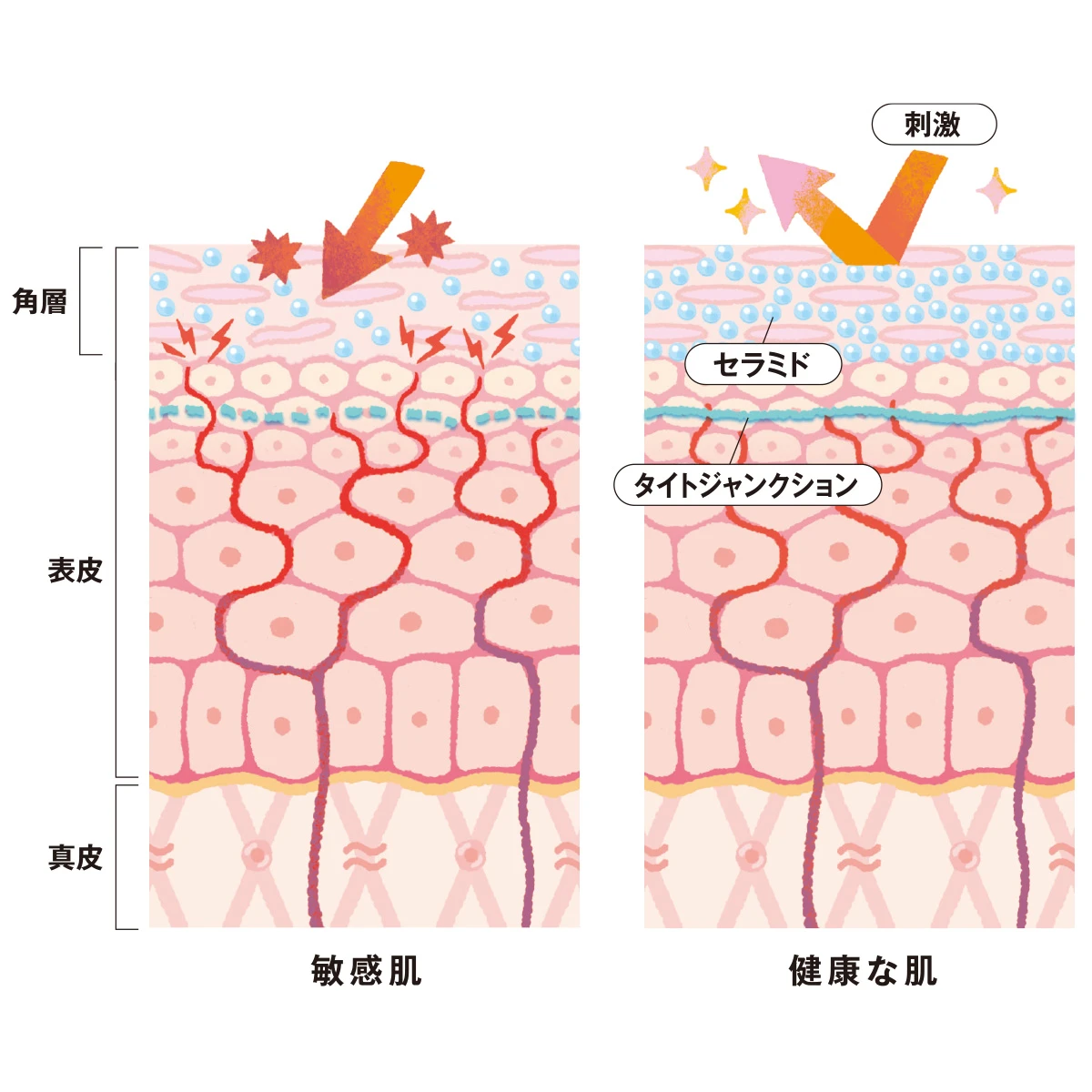 健康な肌　敏感肌　肌の中
