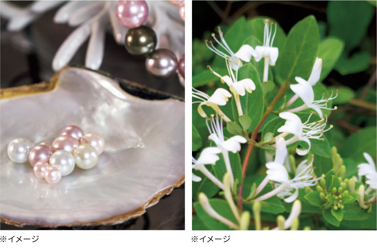 真珠タンパク抽出液 金銀花エキス