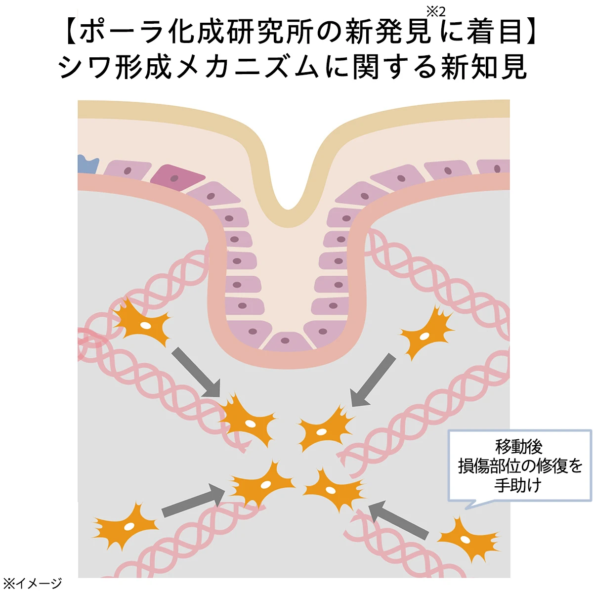 ポーラ化成研究所の研究力が加速させた新アプローチ