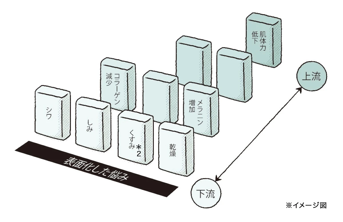 肌悩みの仕組み　ドモホルンリンクル　美肌の根幹
