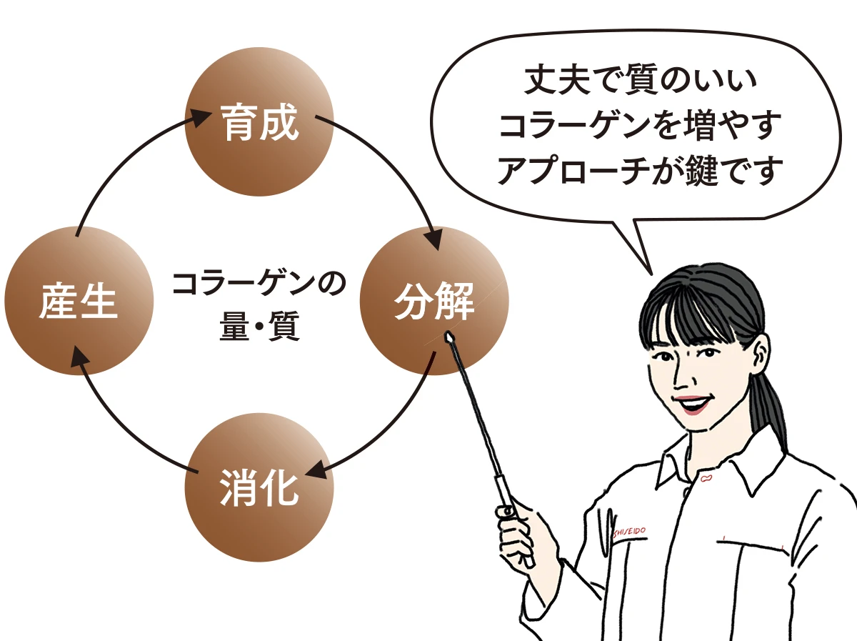 コラーゲン量を増やす　サイクル