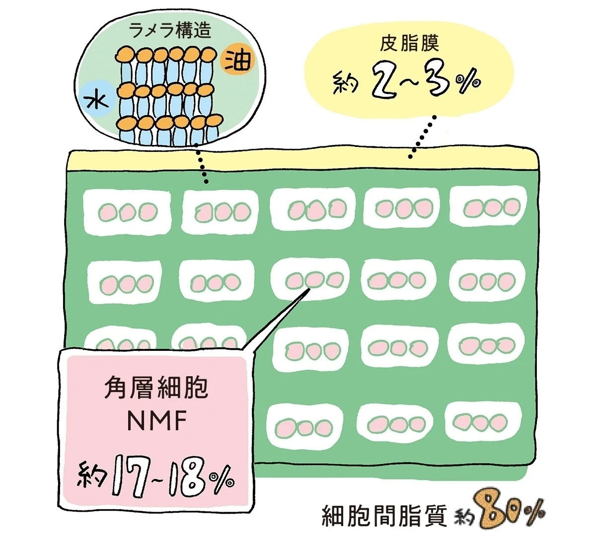 どんなに保湿ケアを頑張っても肌の乾燥に悩み続けるあなたへのアンサー! “肌の体幹”に欠かせない「角層保湿」について知ってる?_1