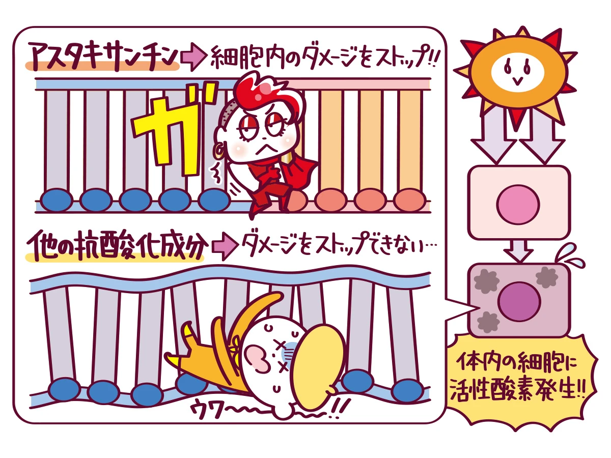 アスタキサンチン 細胞の機能低下までをも抑制する