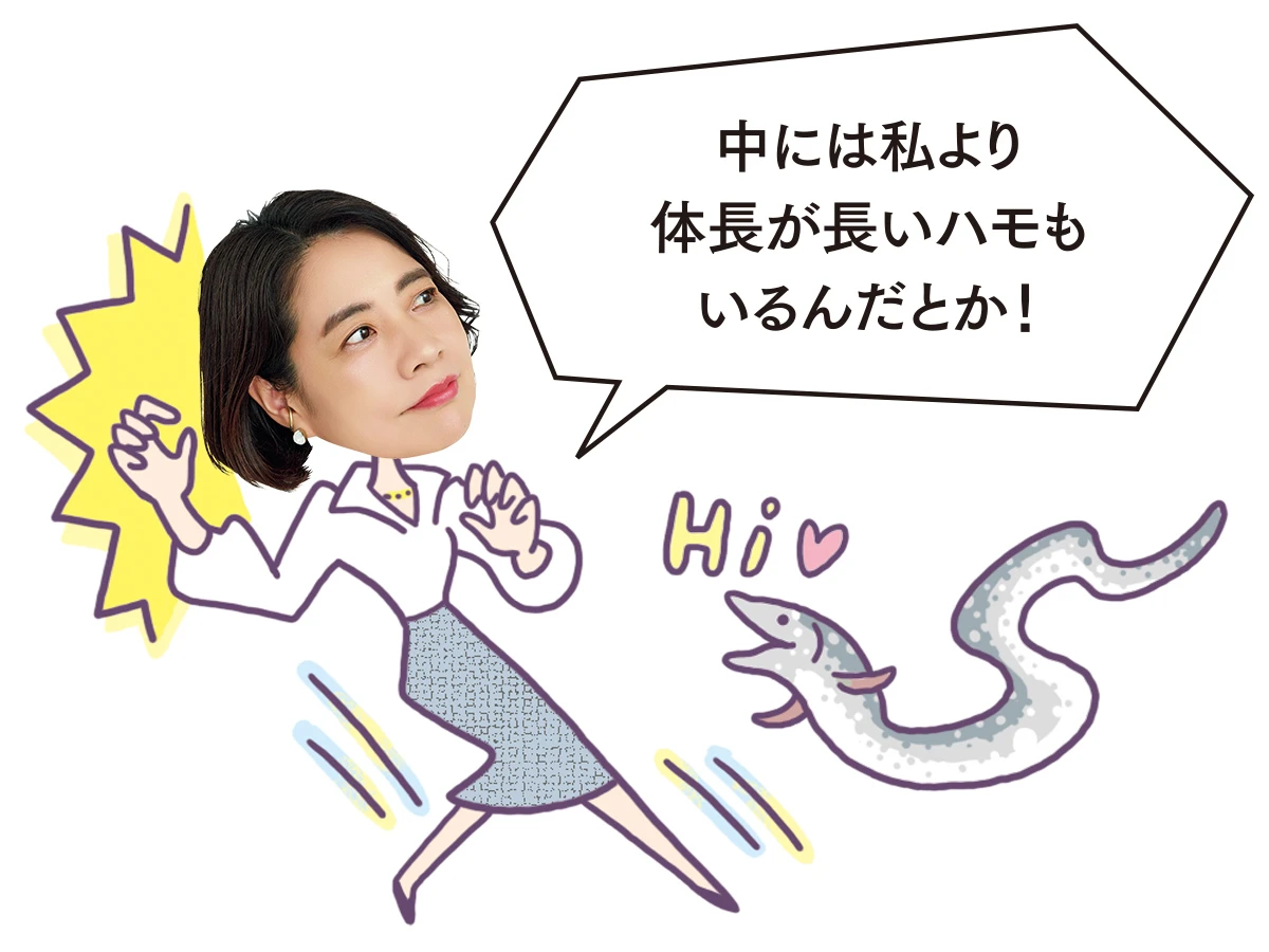 中には私より体長が長いハモもいるんだとか！
