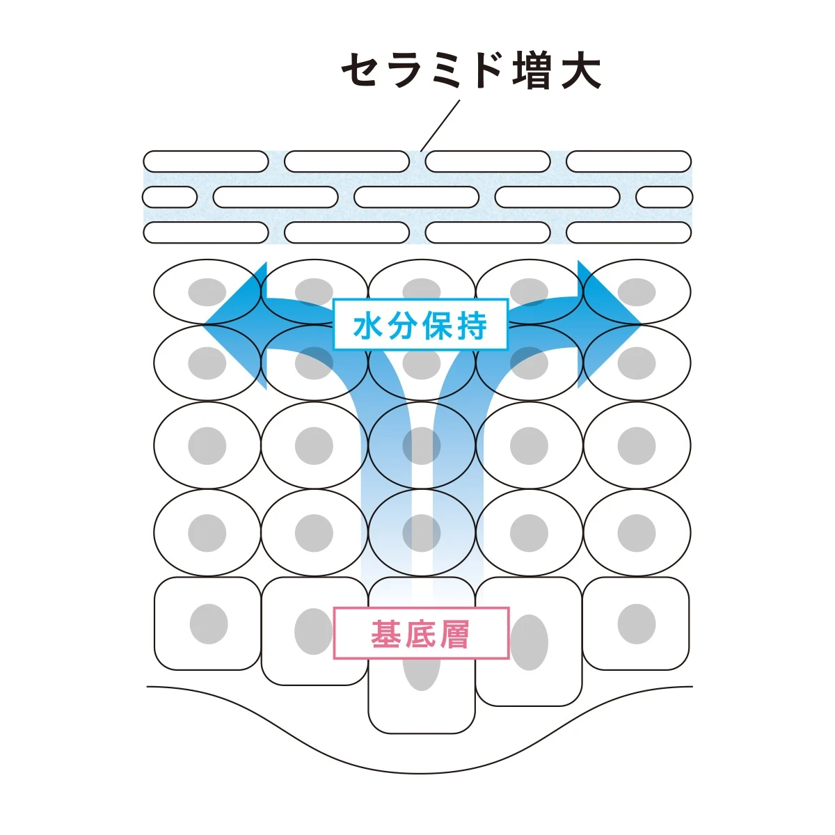 今だからこそスキンケアは「与える」から「育てる」へ ライスパワー(R) No.11 とともに育む根本から潤い、輝く力_2