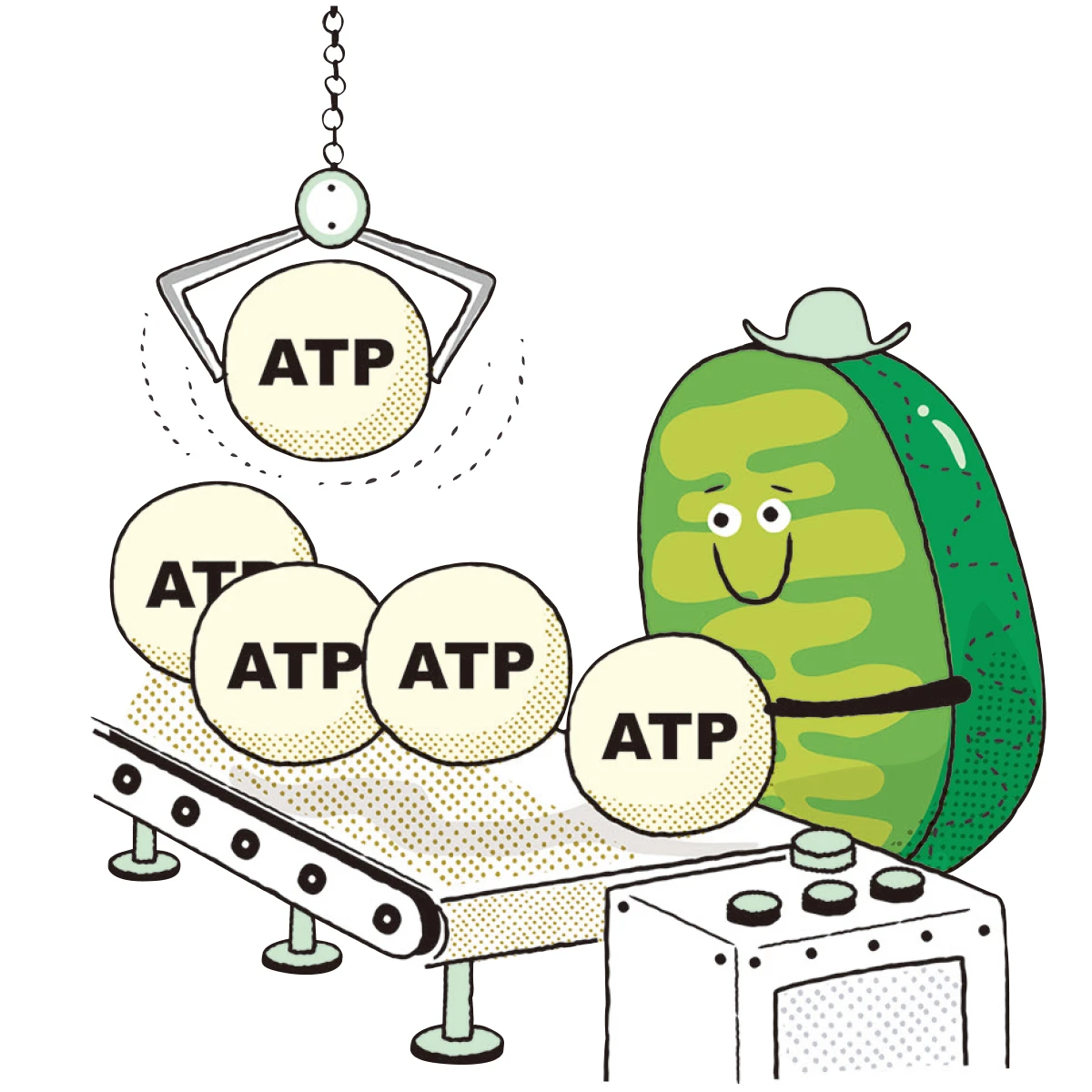 エイジングケア　注目キーワード　ミトコンドリア
