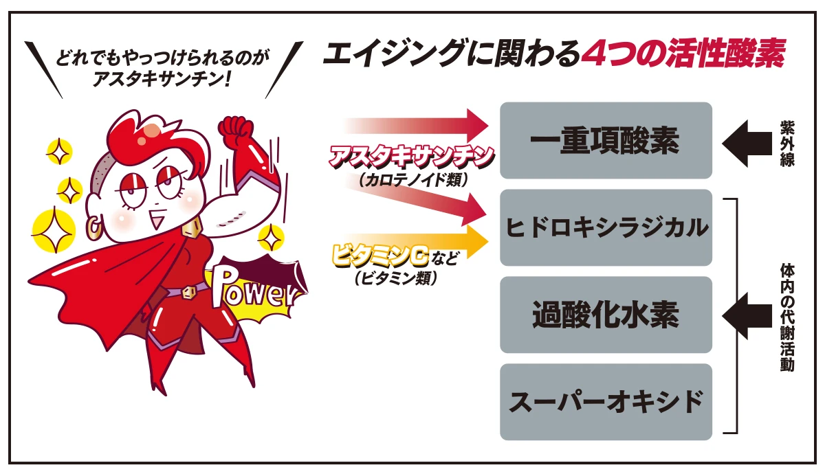 エイジングに関わる4つの活性酵素