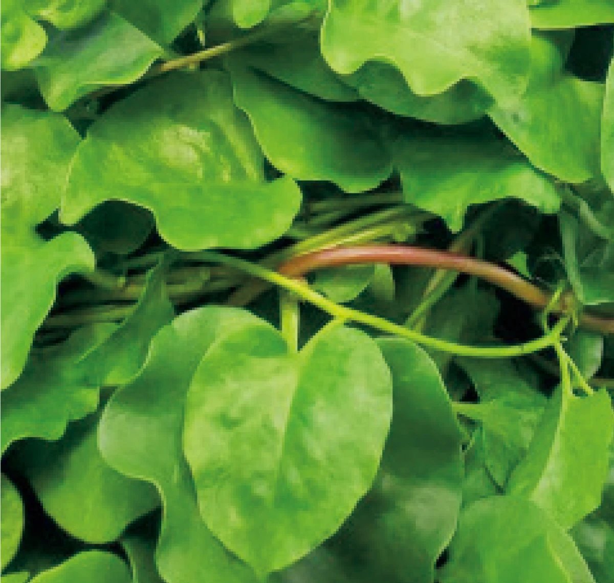 宮古島産のハートリーフエキス