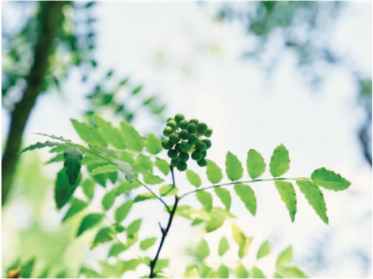 TFAMを増やす　サンショウ種子