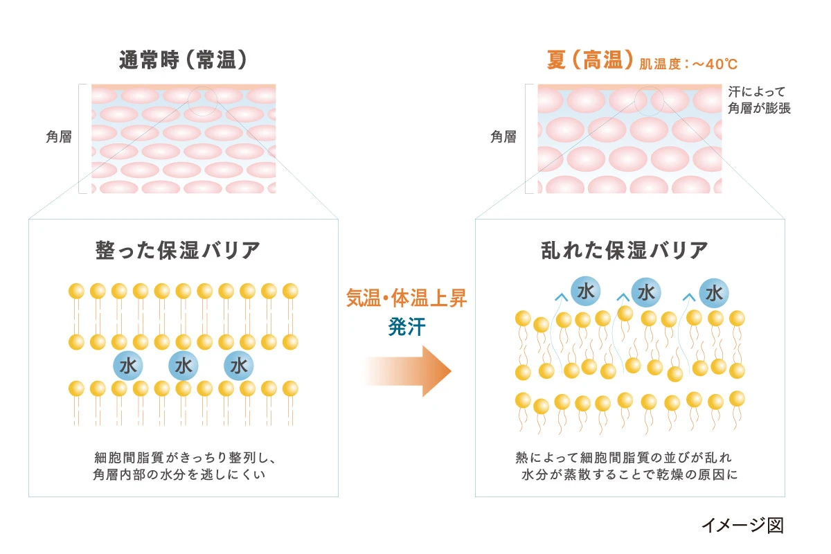 夏の乾燥の一因は角層ゆるみ