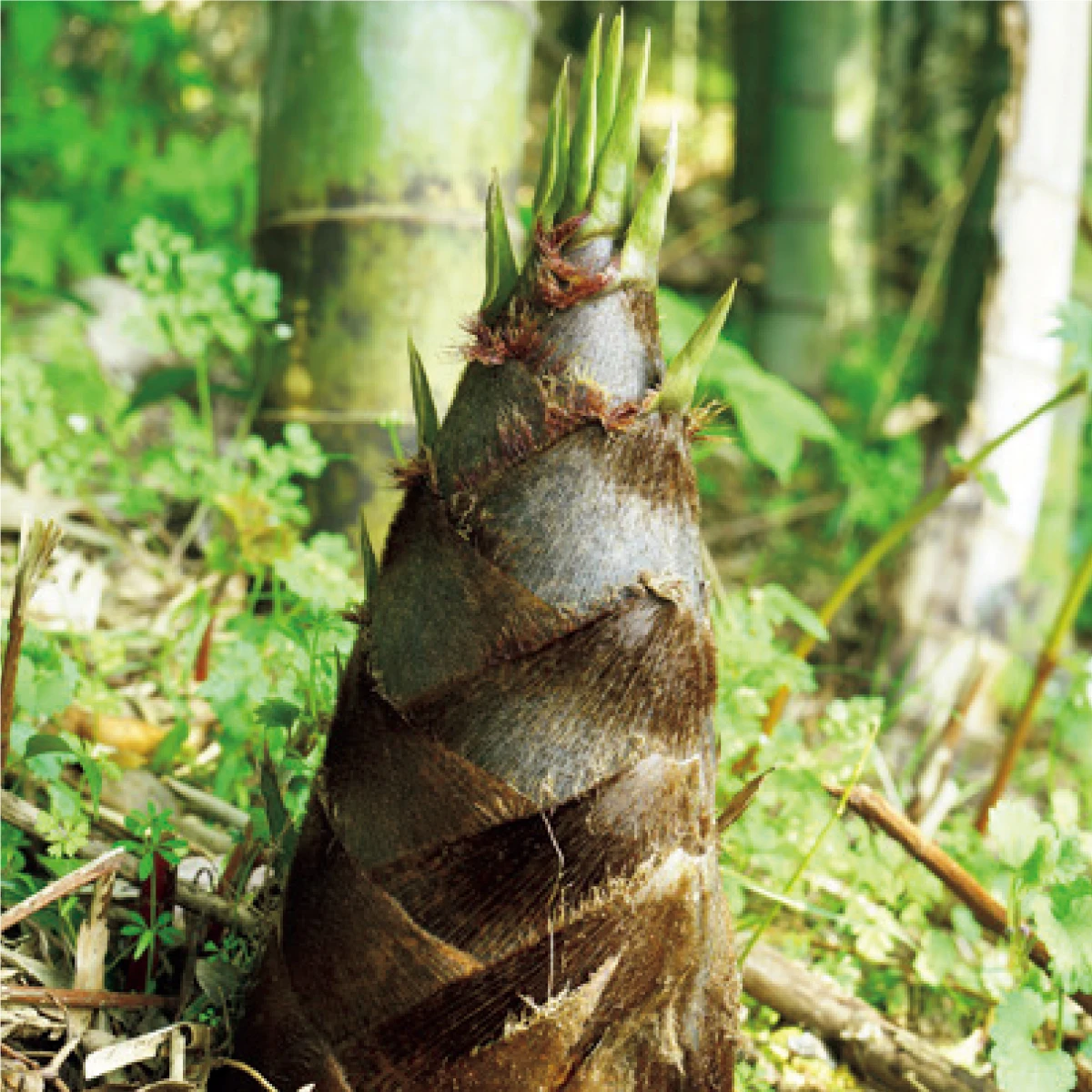 国産たけのこ皮エキス (モウソウチクたけのこ皮エキス〈保湿成分〉)