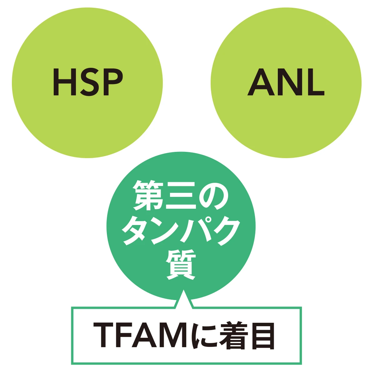 エイジングケア　自己回復力のカギはタンパク質　HSP　ANL　TFAM