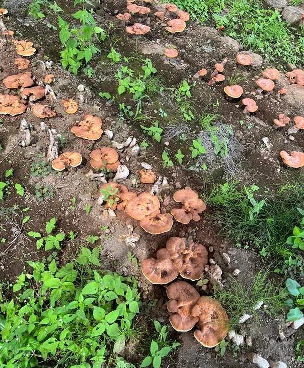 【アルソア本社見学】自然との調和と、外見だけではない“内からの美”について考える_6_1