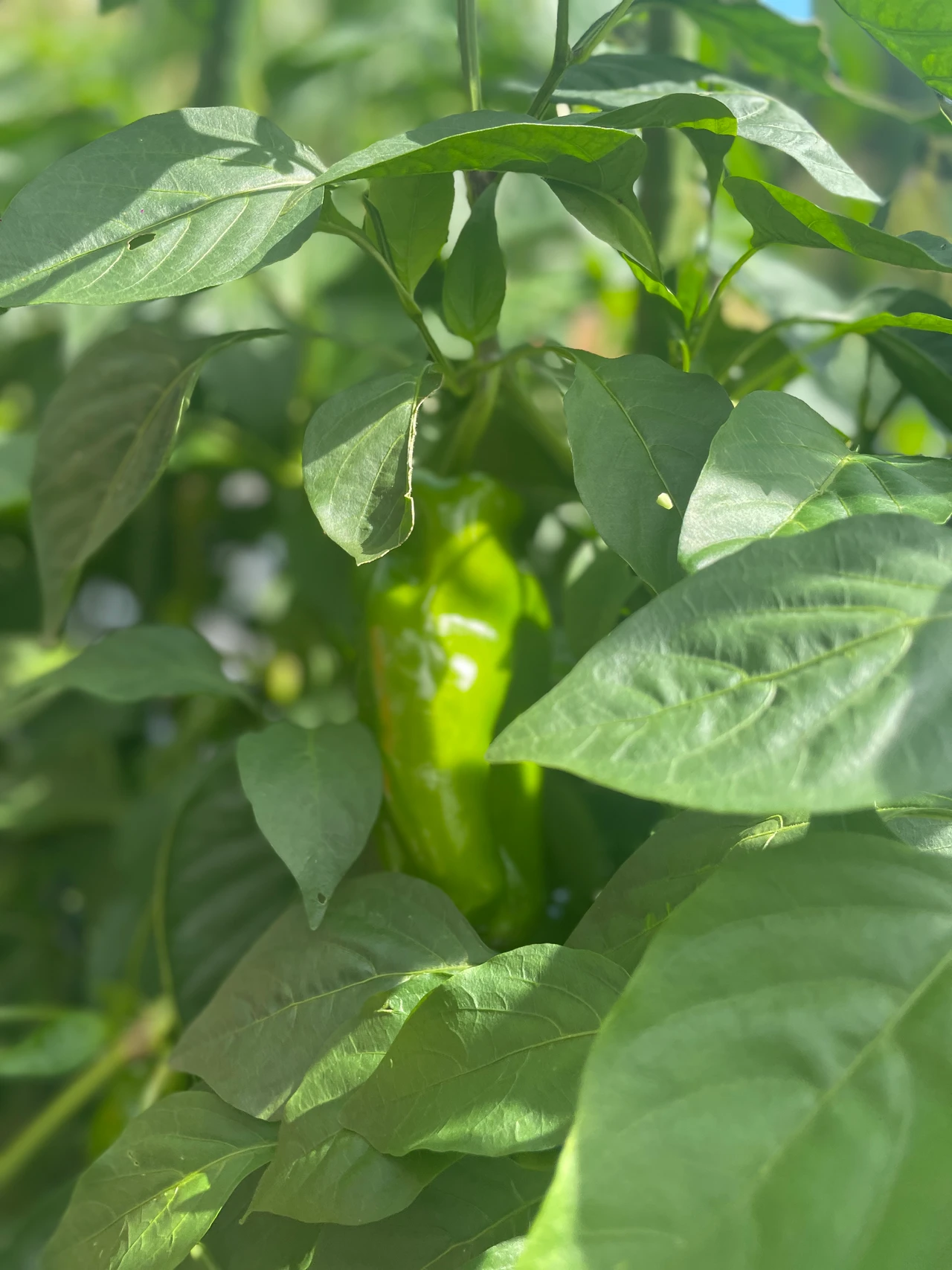 自然のチカラで美しさを目覚めさせる場所、山梨県・小淵沢にあるアルソアの本社見学_10_2