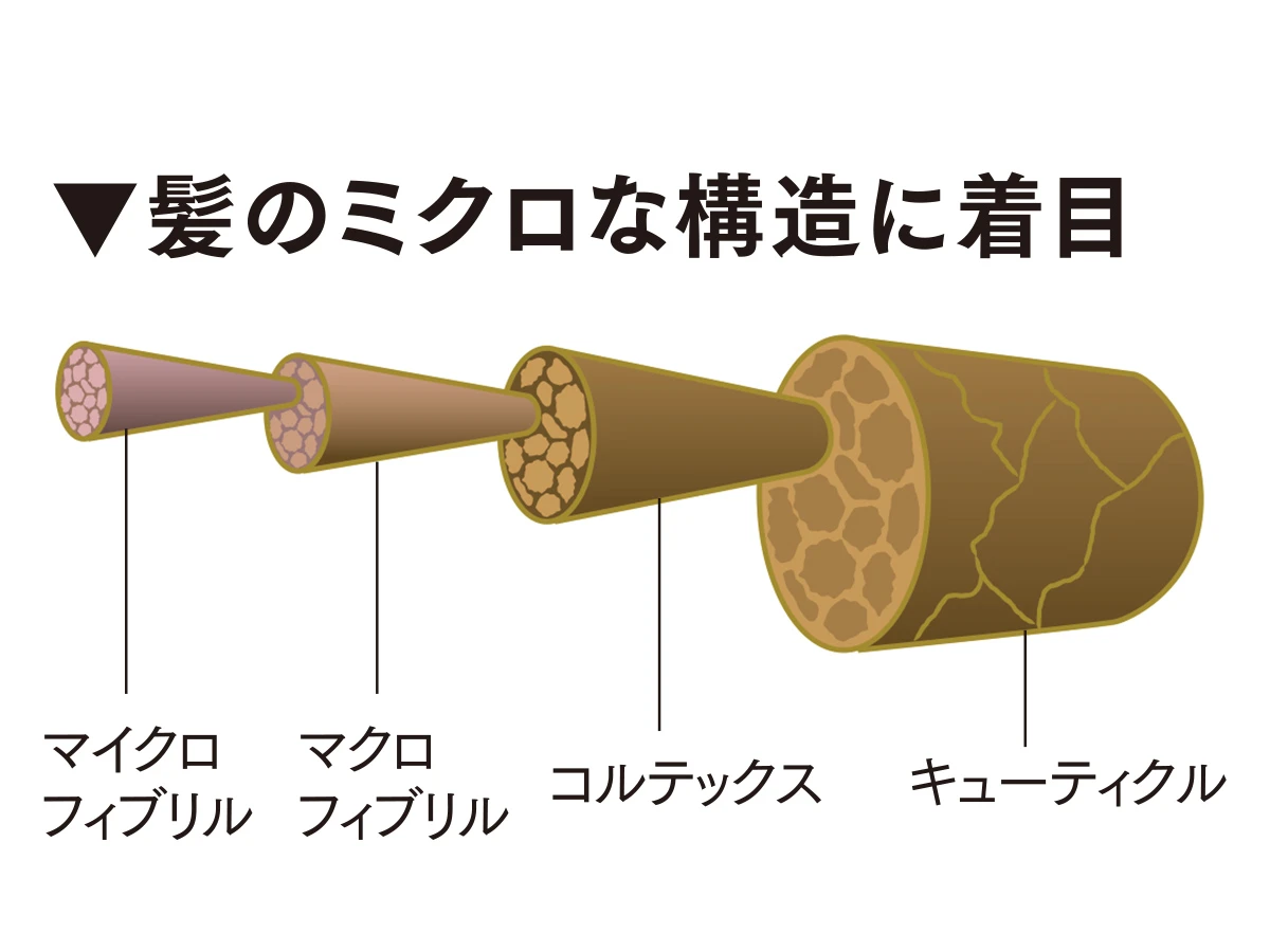 髪の構造、髪のミクロな構造のイラスト、ヘアケア