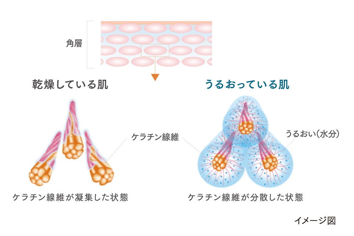 角層のケラチン保湿