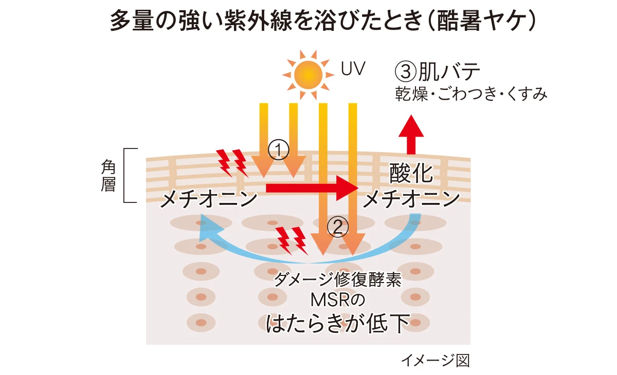 肌バテの原因・メカニズム