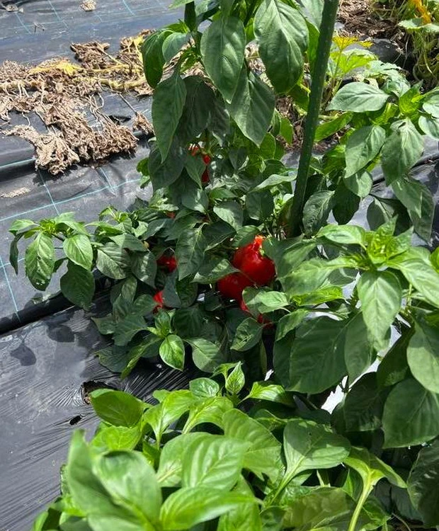 【アルソア本社見学】自然との調和と、外見だけではない“内からの美”について考える_5_3